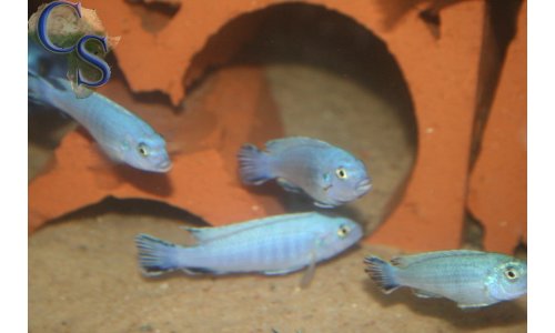 Pseudotropheus socolofi